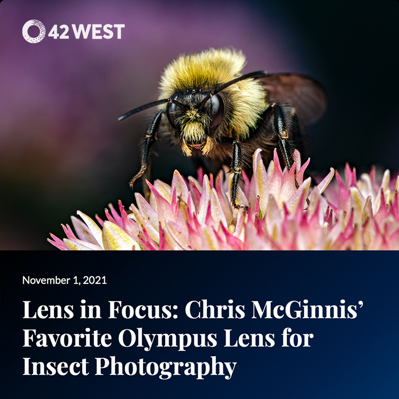 Lens in Focus: Chris McGinnis’ Favorite Olympus Lens for Insect Photography