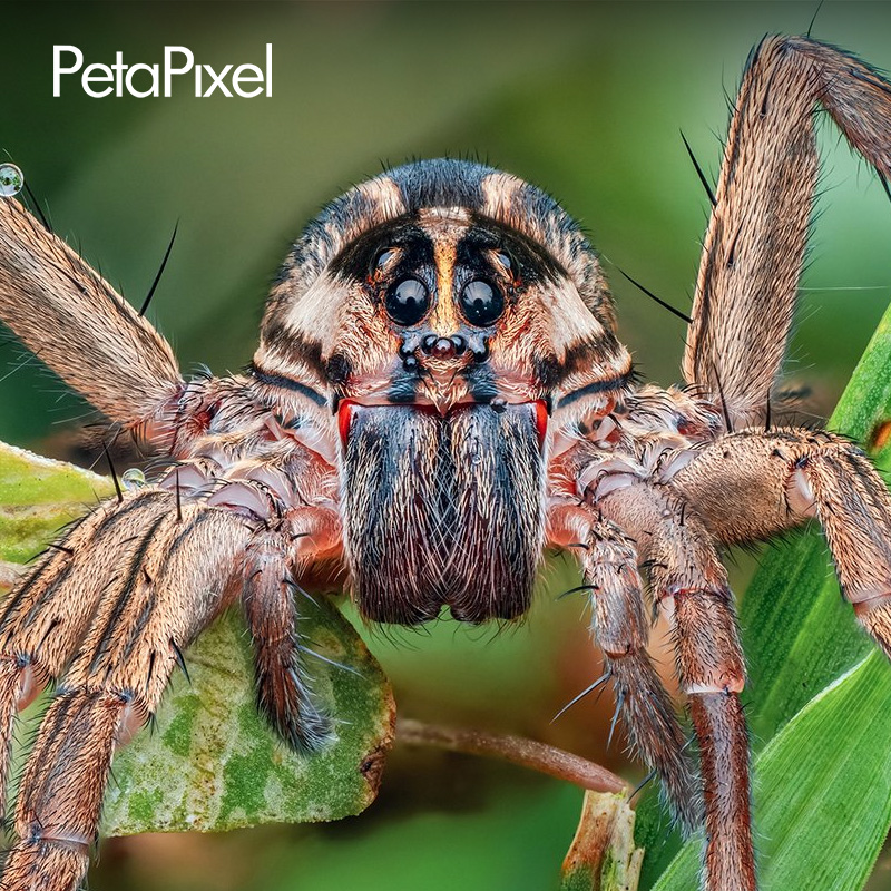 PetalPixel: Handheld Macro Mastery