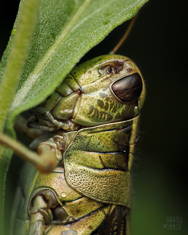 Spur-throated Grasshopper (Melanoplinae)