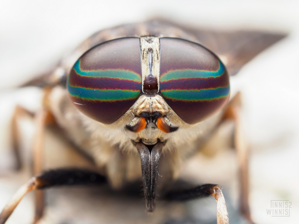 Horsefly (Tabanus sulcifrons)