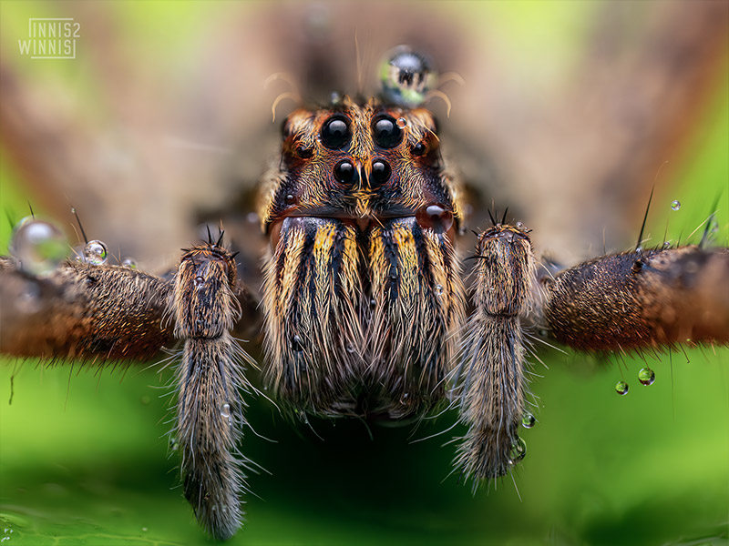 Tiger Bromeliad Spider (Cupiennius salei)